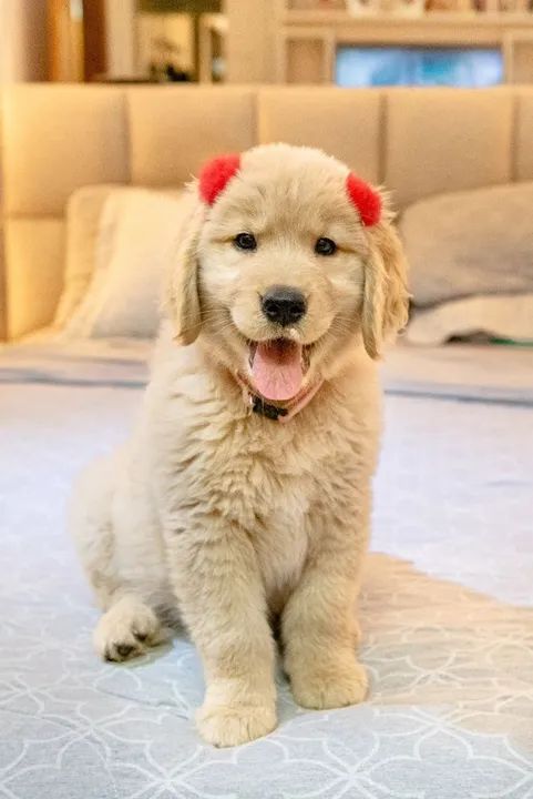 Golden Retriever: Lindas Fêmeas