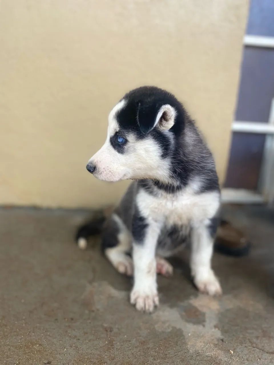 Filhote de Husky Siberiano - Foto 2