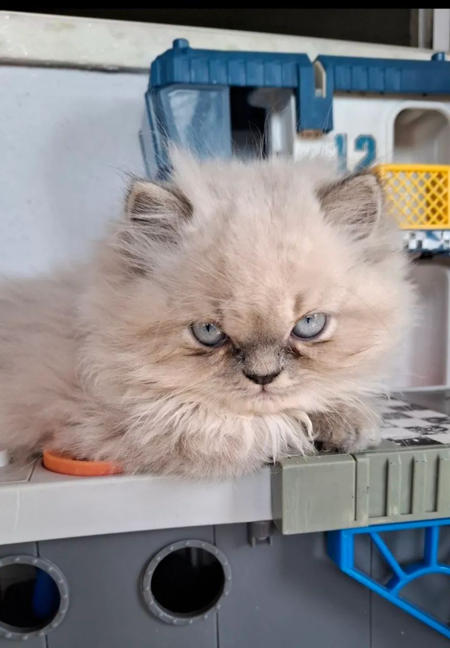 Gatinho persa exótico espetacular 