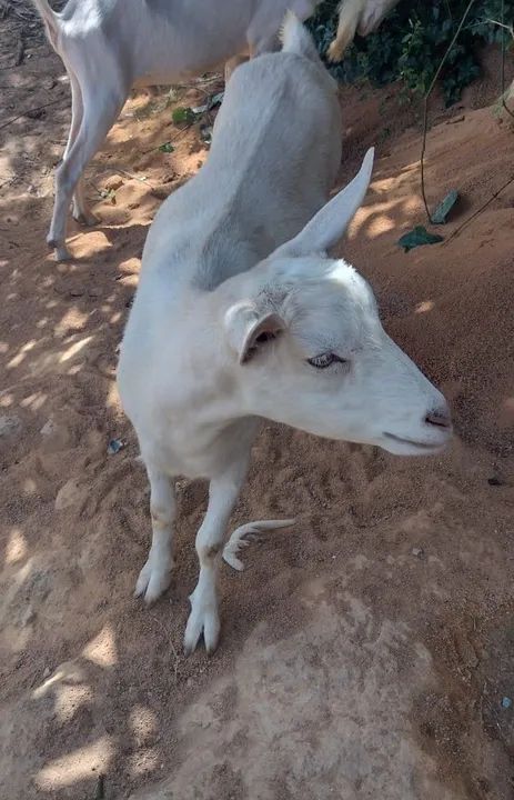 Cabra leiteira raça Saanen prenha  - Foto 3