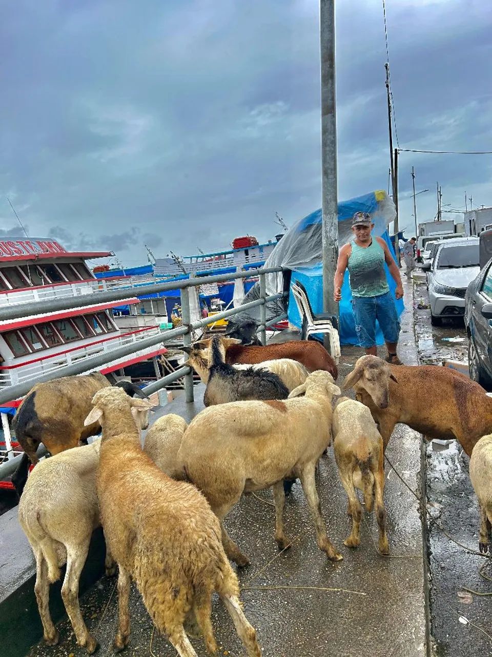 Ovelhas e Bodes  para Venda
