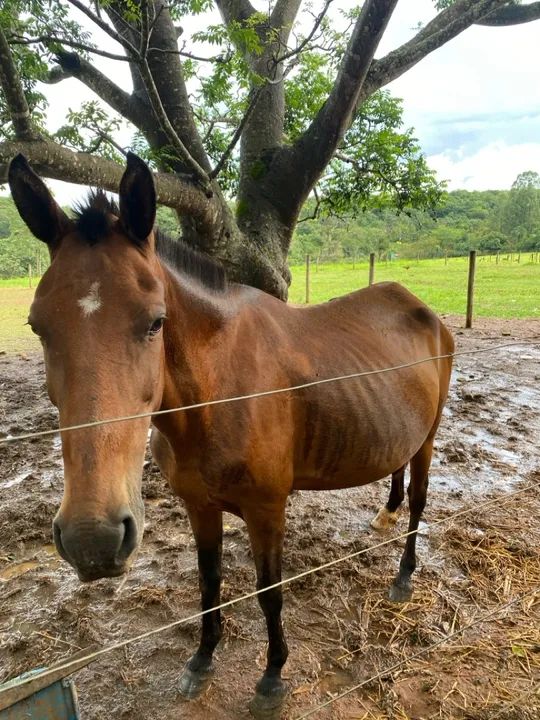 Égua Mangalarga Marcha - Picada - Foto 2