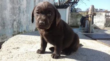 Labrador os mais saudaveis e legetimos pacotinhos de amor 