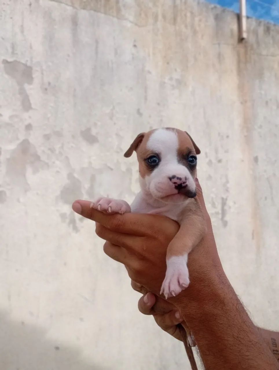 Filhote de Pitbull (amstaff) - Foto 2