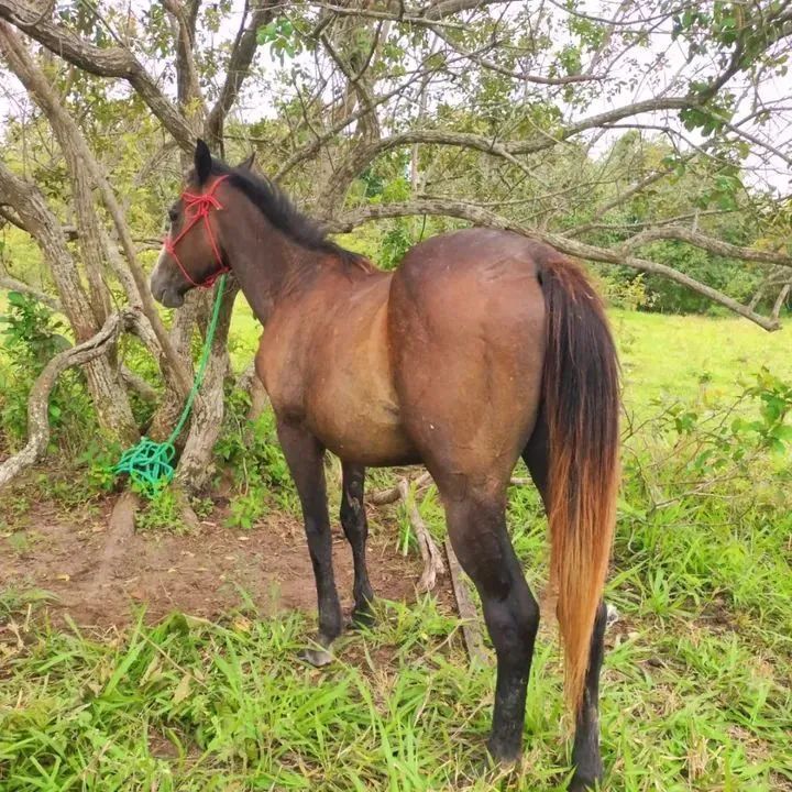 Potro quarto de milha puro - Foto 3