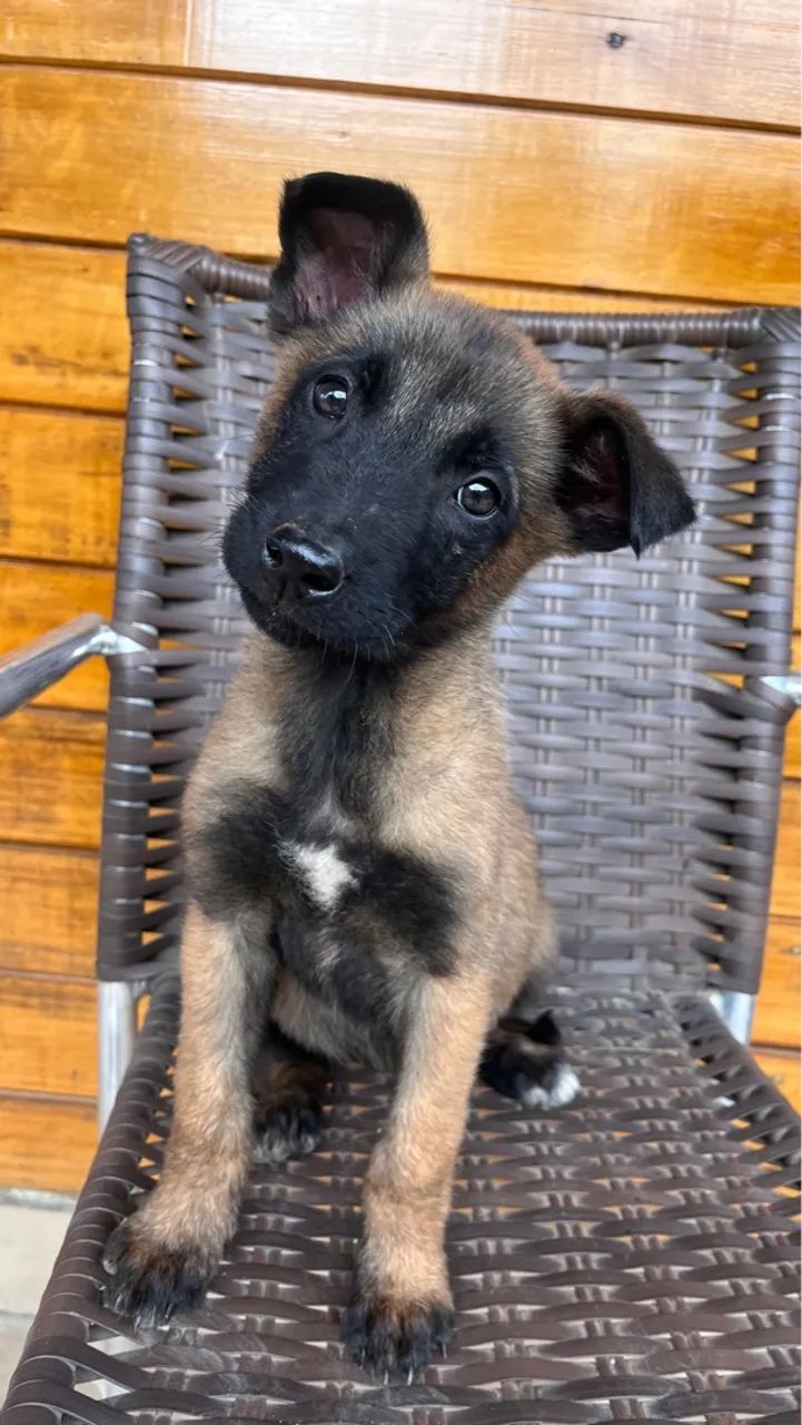 Filhote de Pastor Belga Malinois - Foto 3