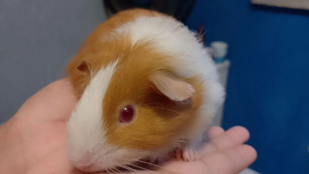 Porquinho da india fêmea  - Foto 4