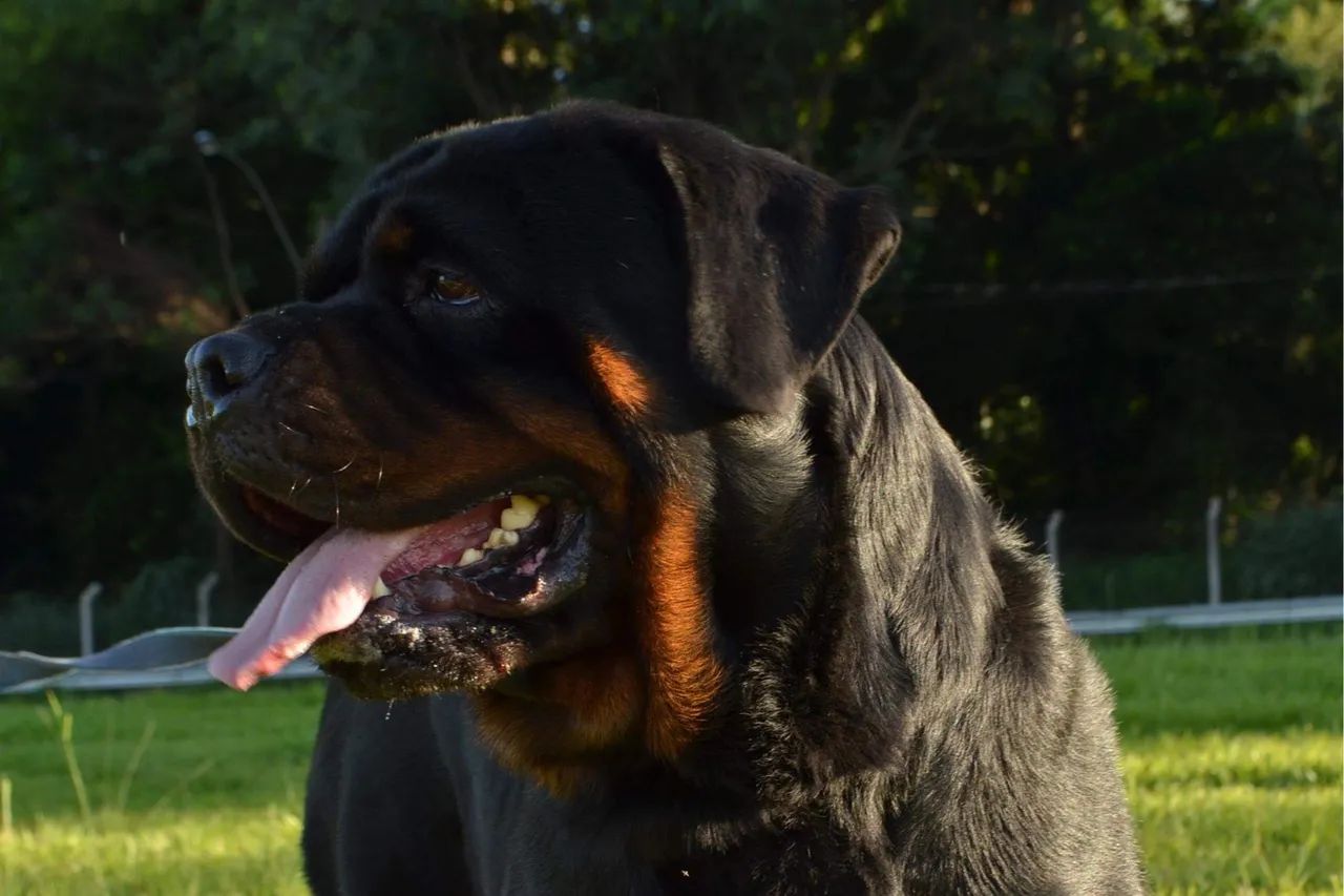 ROTTWEILLER CABEÇA DE TOURO FILHOTE OPORTUNIDADE  - Foto 4