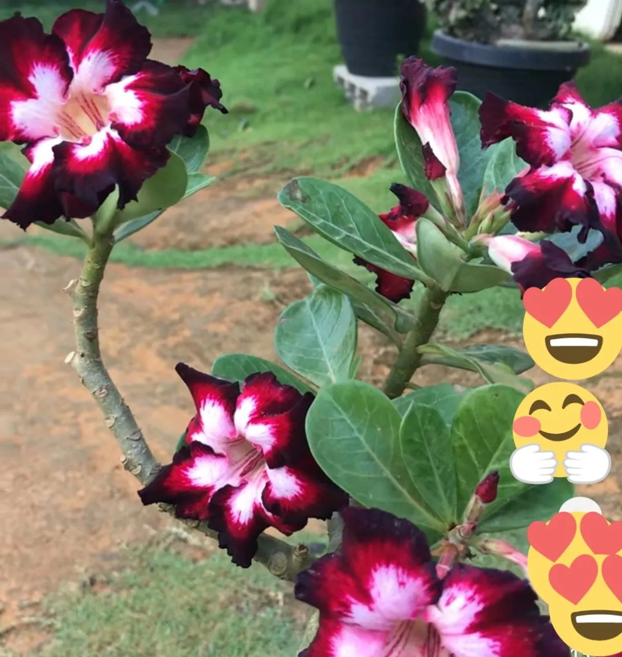 Rosa do deserto a singela +,linda