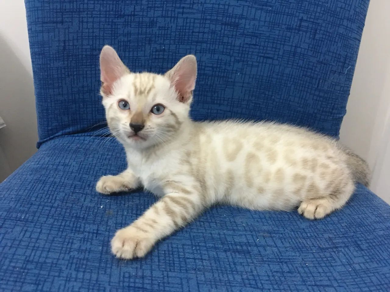Gato Bengal de Pelagem Branca - Snow Bengal - Foto 3