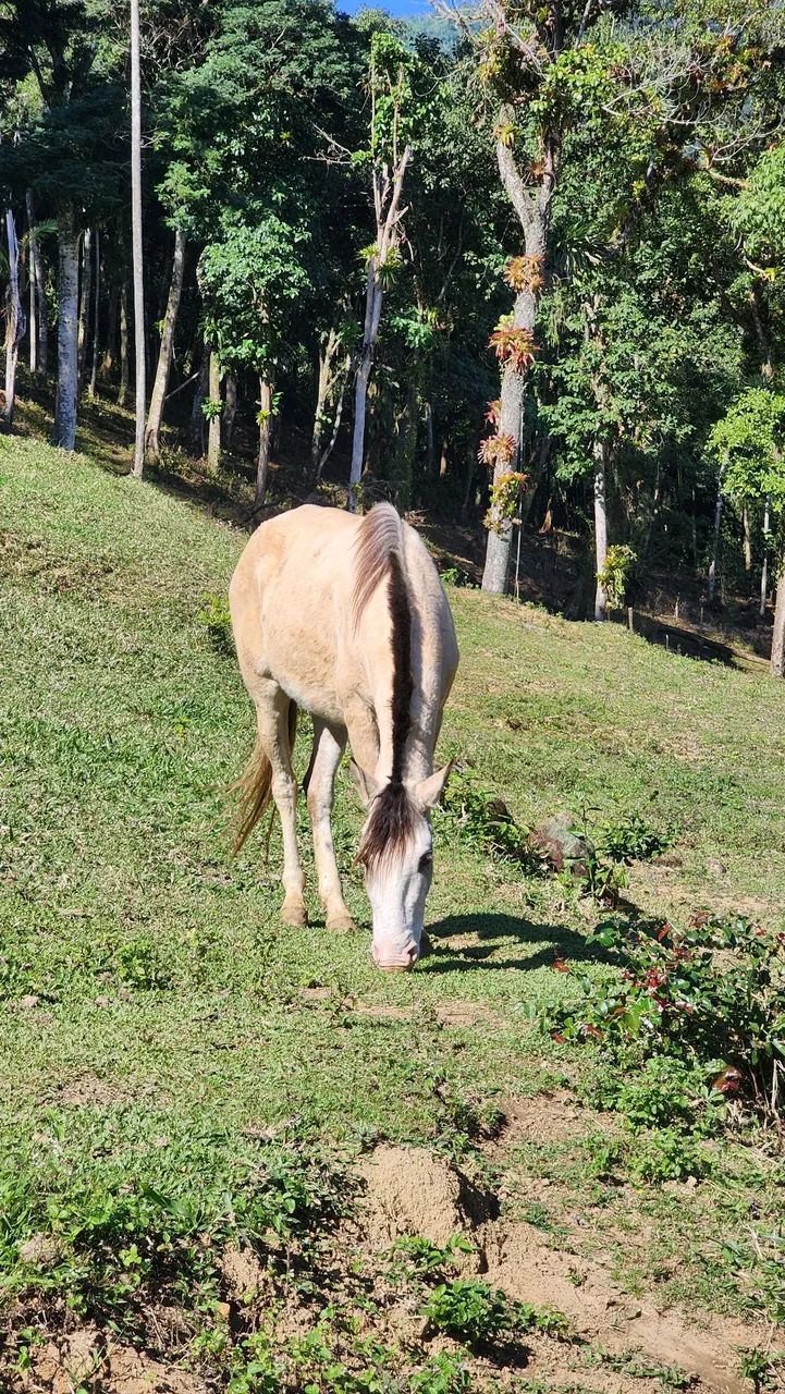 Égua (potranca) - Foto 2