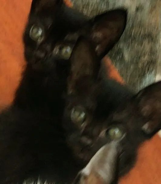 Filhotes para Adoção 2 Meses de Muito Amor - Foto 4