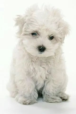 Poodle  Belos disponível 