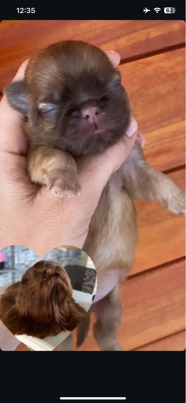 Filhote Shih Tzu Macho - Pelagem Marrom - Foto 2