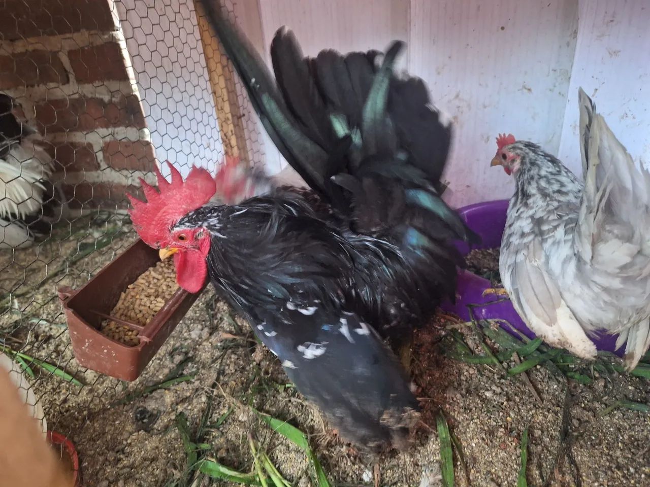 Ovos Garnizé Nagasaki - Foto 5