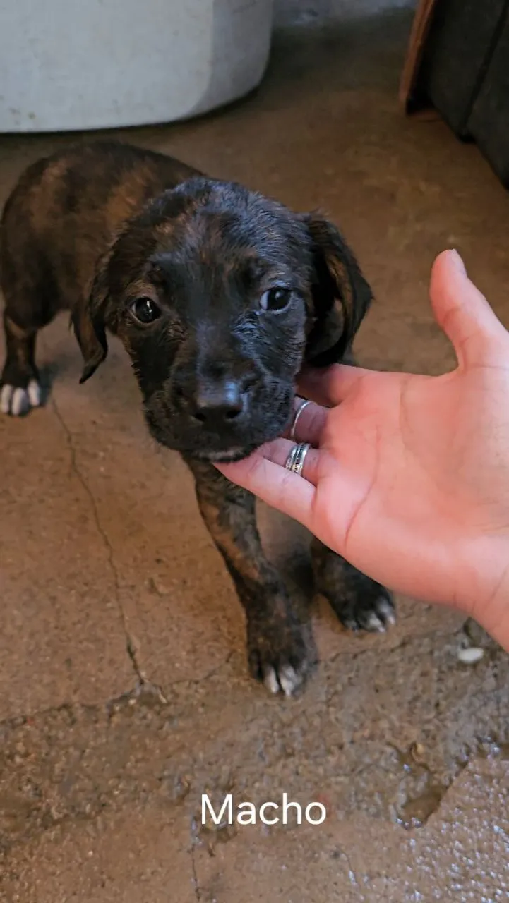 Filhote Macho Mestiço a Pitbull