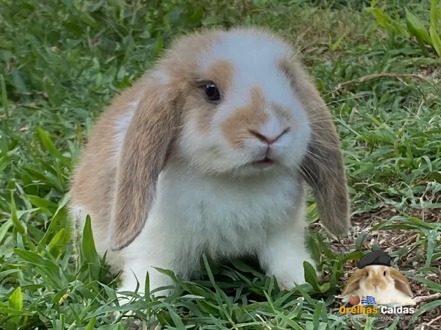Filhotes de Mini Lop Genética Uruguaia