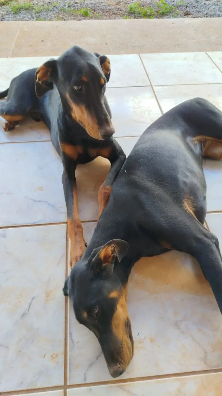 Dobermann para adoção