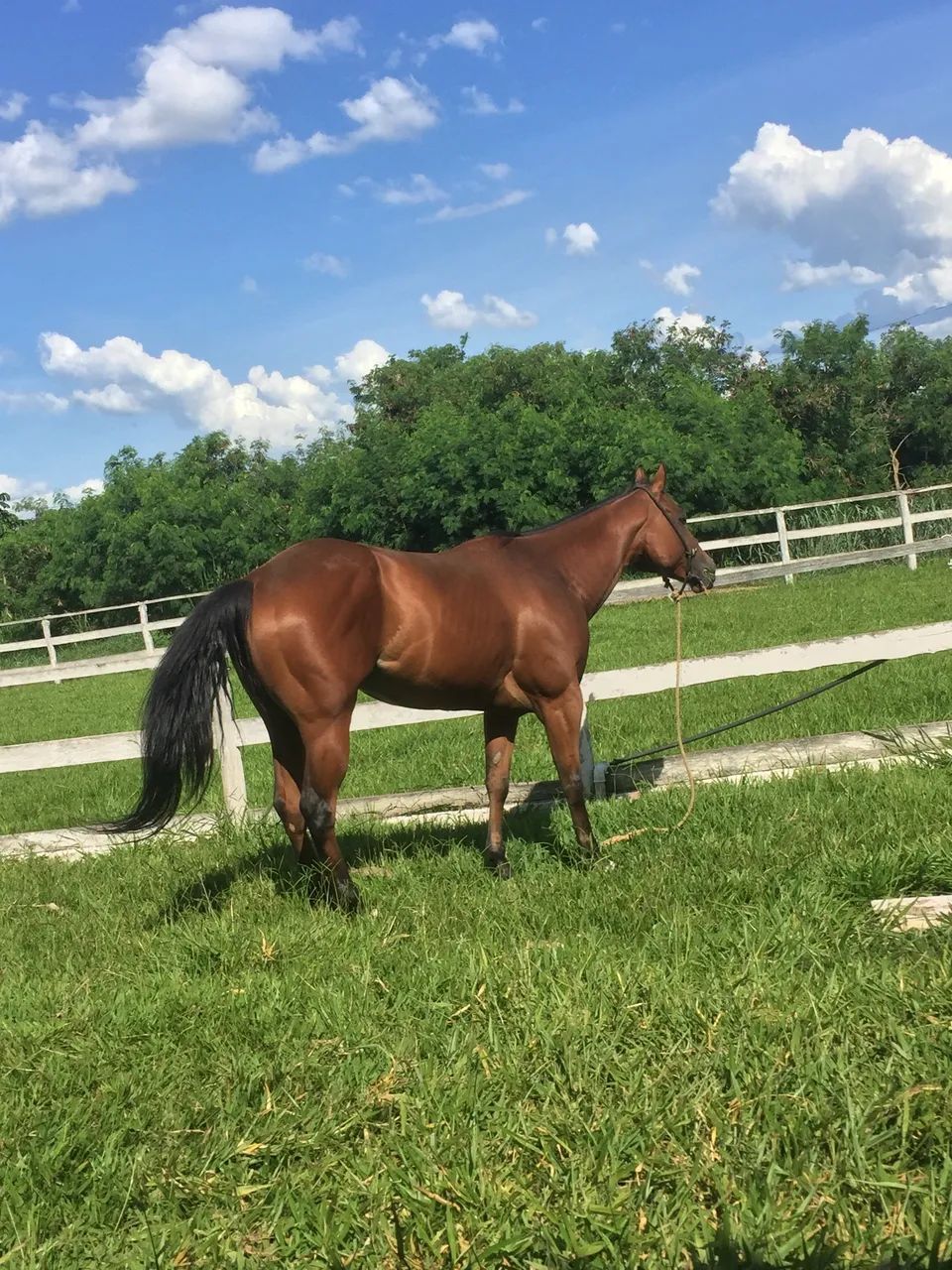 VENDE SE CAVALO PRONTO EM 3 TAMBORES  - Foto 5