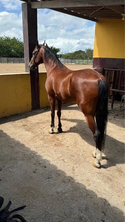 Cavalo Manga Larga para venda