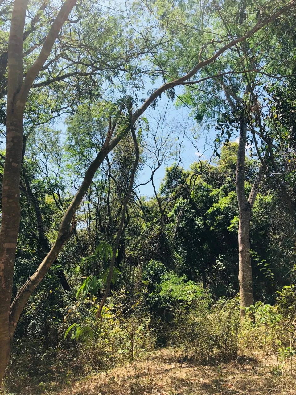 Lote/Terrenos com financiamento direto com proprietário em Cordisburgo/MG
