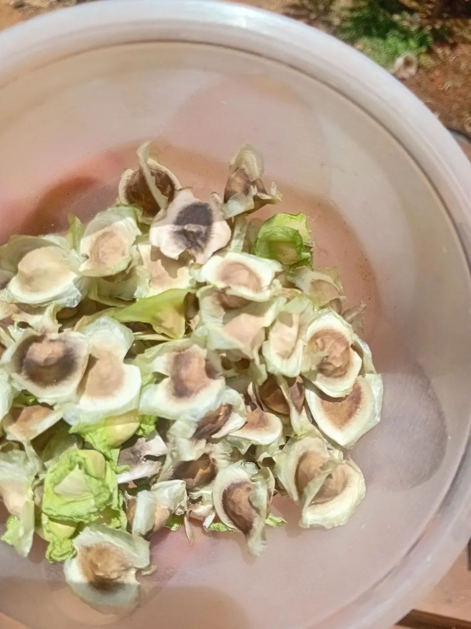Semente de Moringa ou mudas. - Foto 2