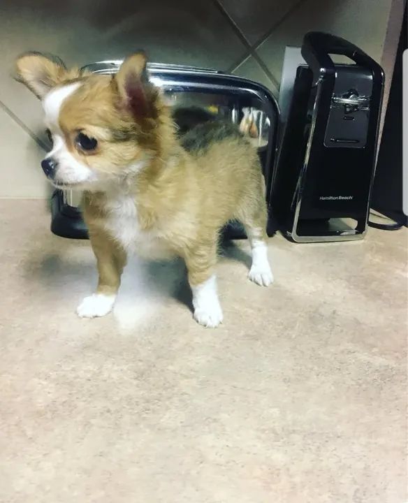 Chihuahua Filhotes de mais alto padrão da raça - Foto 2