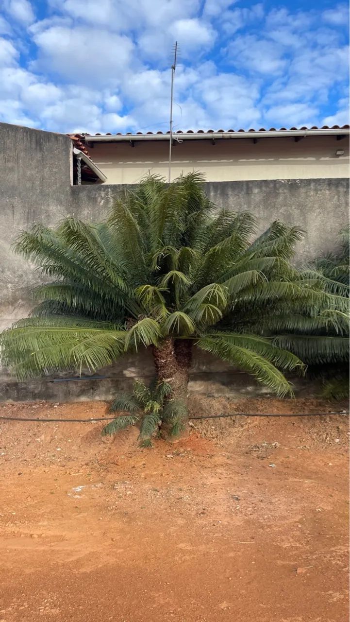 Cycas Circinalis Adultas Mais Bonitas da OLX - Foto 3