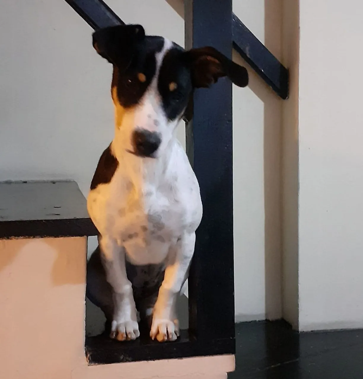 Cachorro adorável para adoção,super dócil,atende pelo nome de Amora...