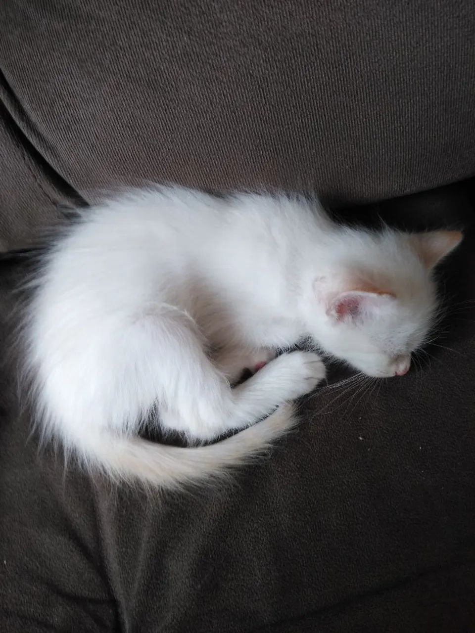 Gato doação filhote 7 semanas 