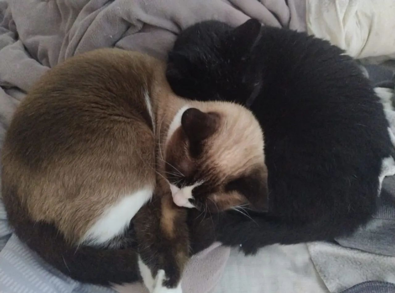 Gatos castrados para  doação! - Foto 3