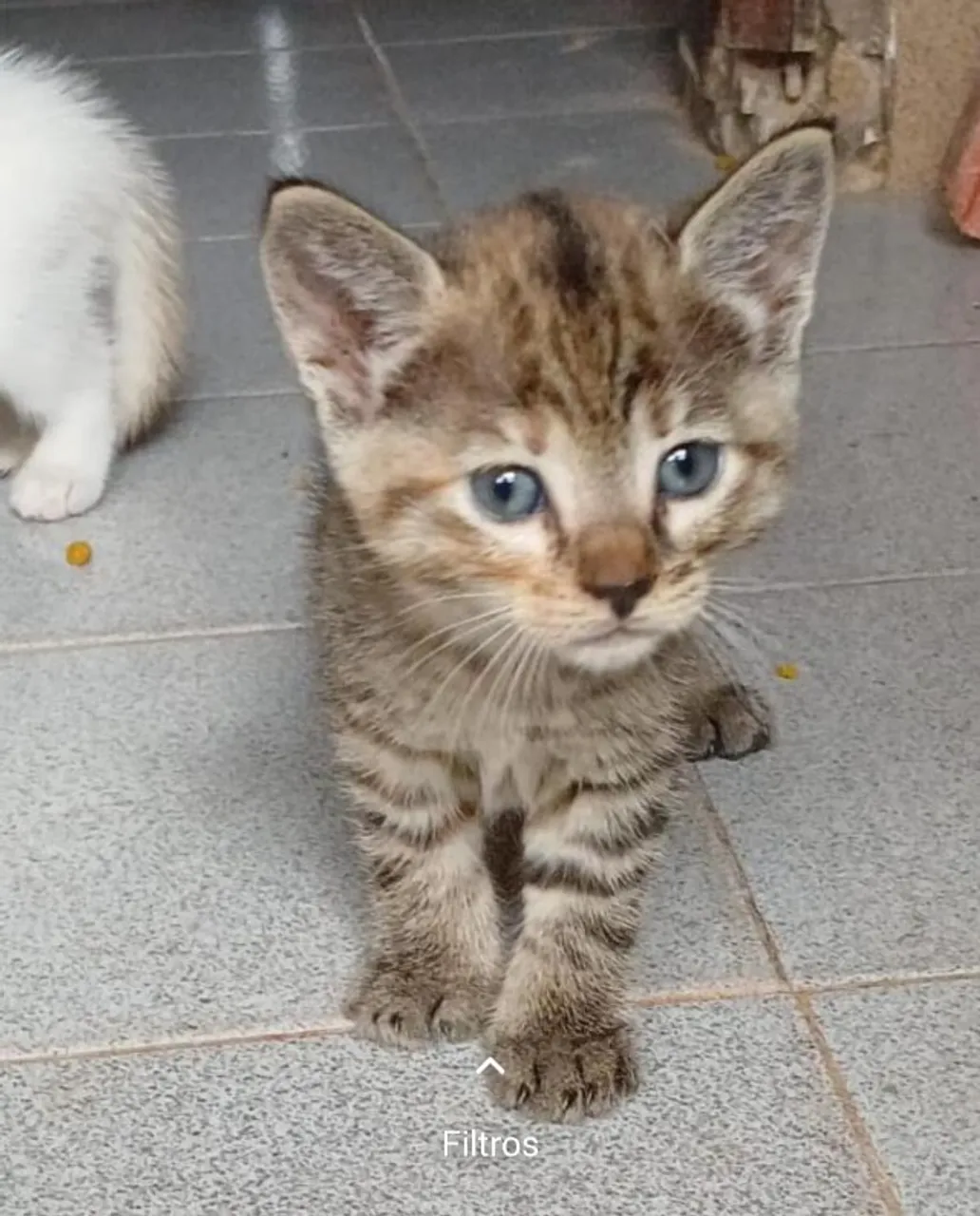 Gatinhas para adoção