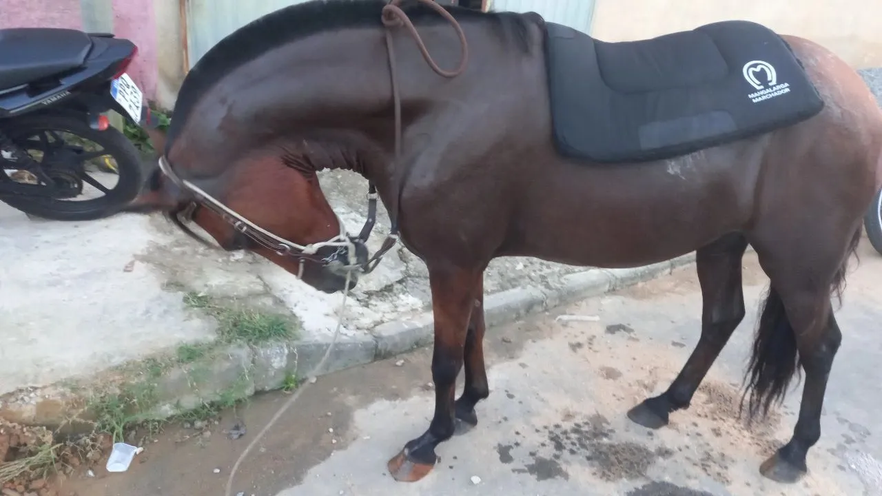 Egua Mangalarga Marchador