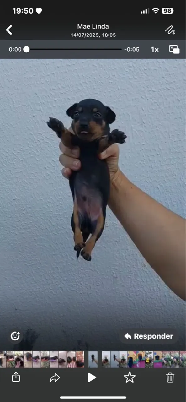 Filhote de Pinscher disponível N1