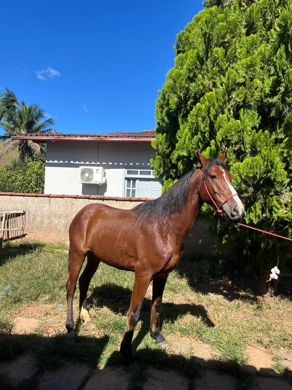 Cavalo manga larga 