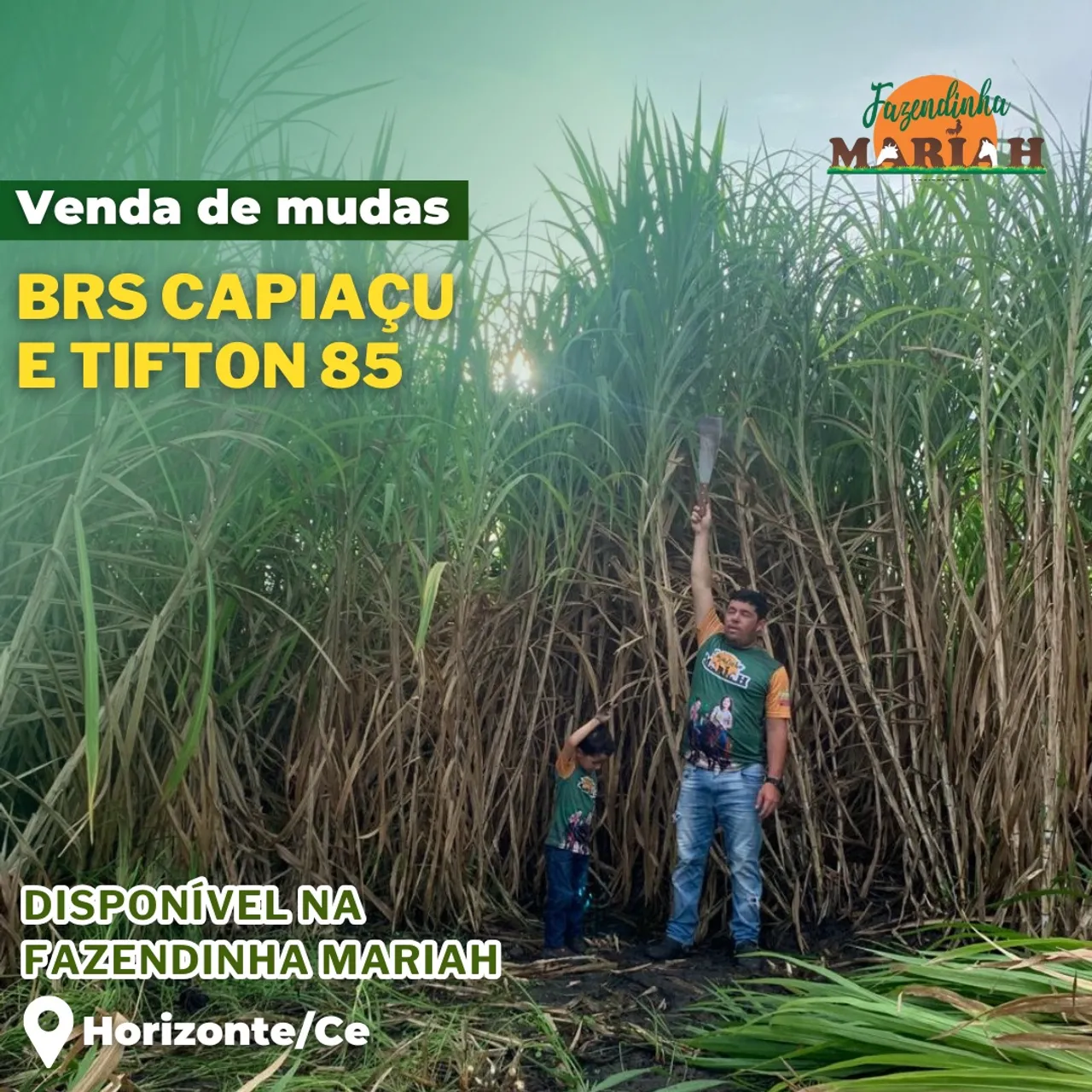 CAPIM BRS CAPIAÇU E TIFTON 85