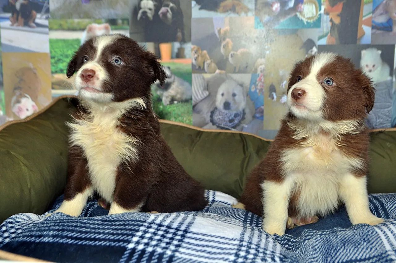 Border Collie disponíveis - Foto 2