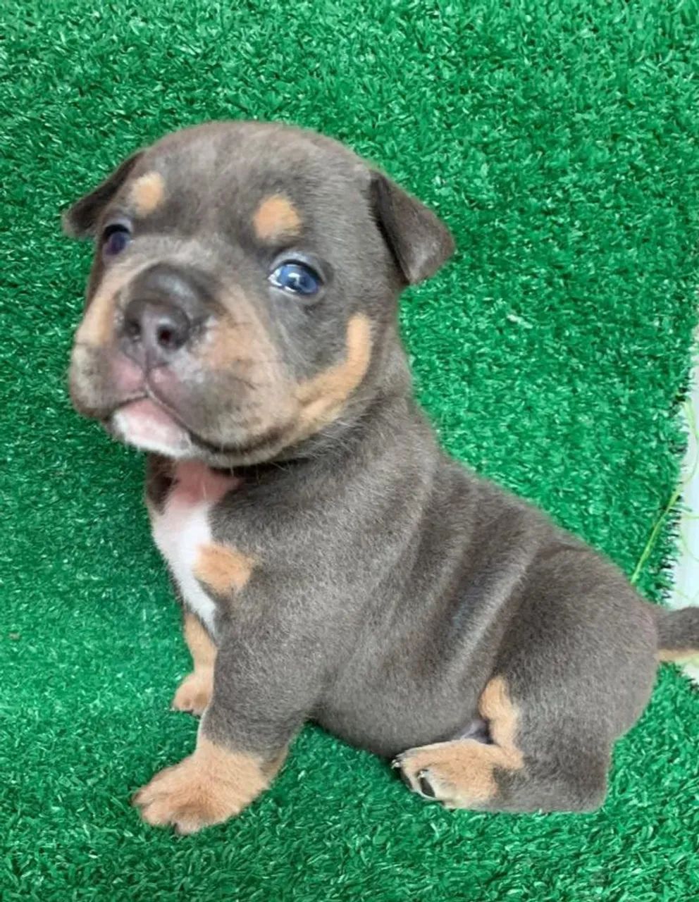 American Bully tree blue (POCKET - MACHO)