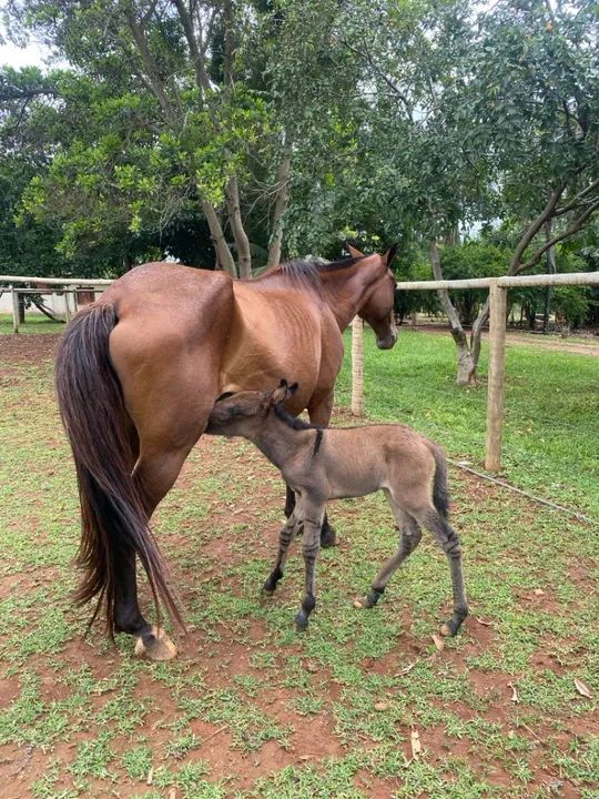 Égua Mangalarga Marcha - Picada - Foto 4
