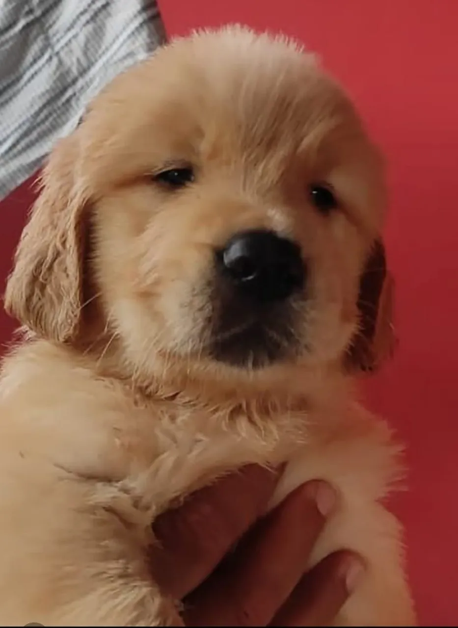 Filhote Golden Retriever