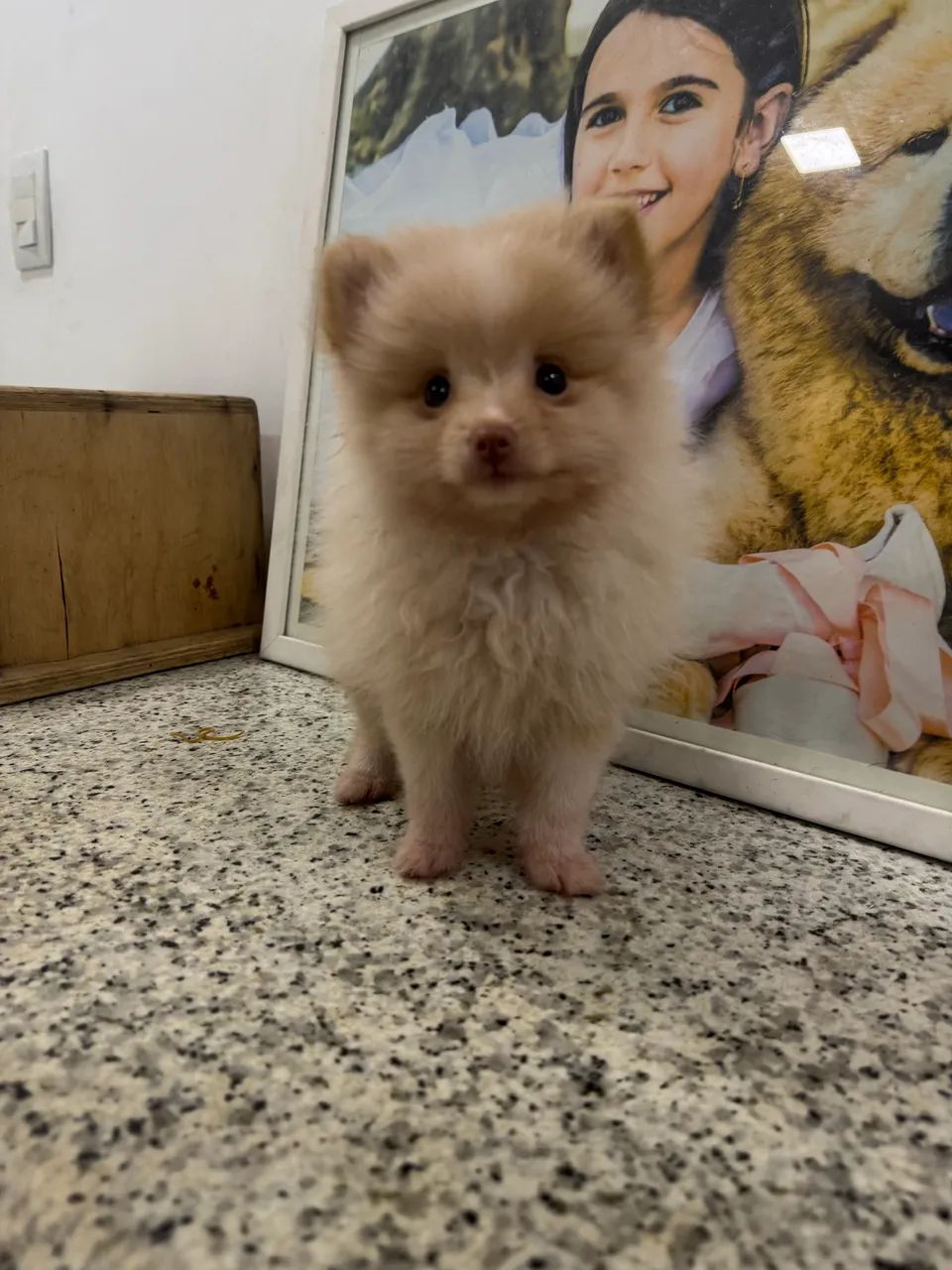 Spitz Alemão fêmea 