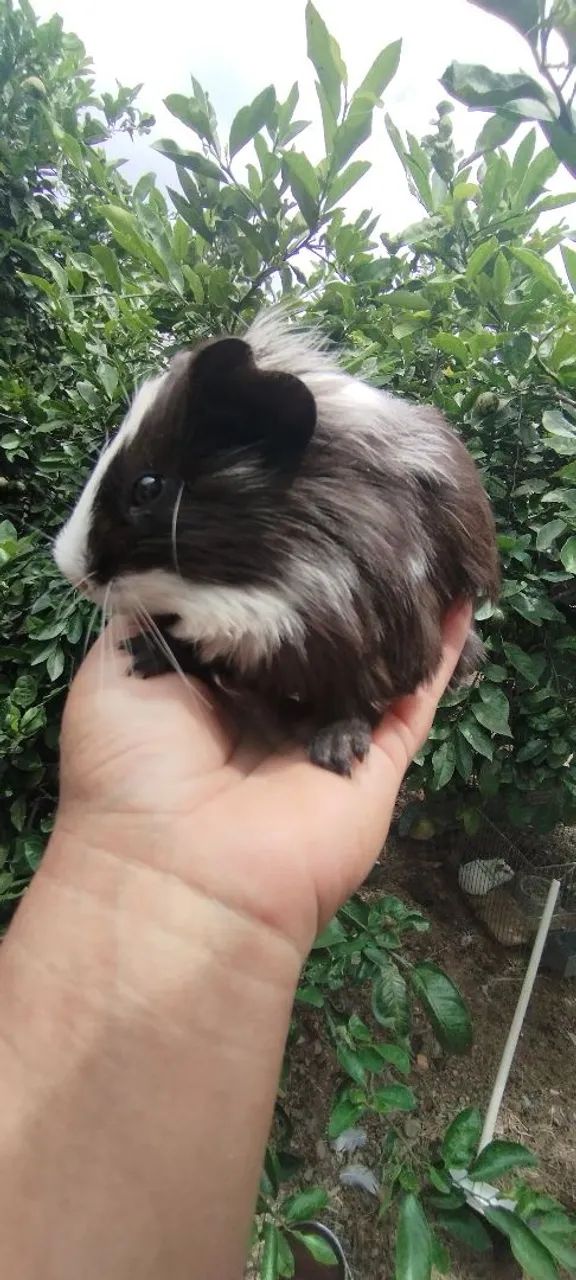 Porquinho da índia  - Foto 2