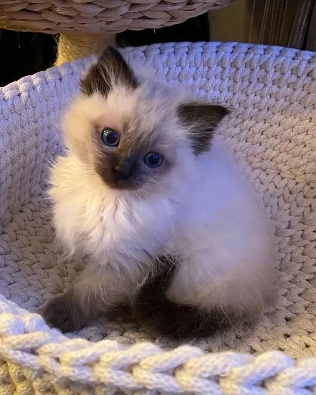Doação de filhotes de gatinho