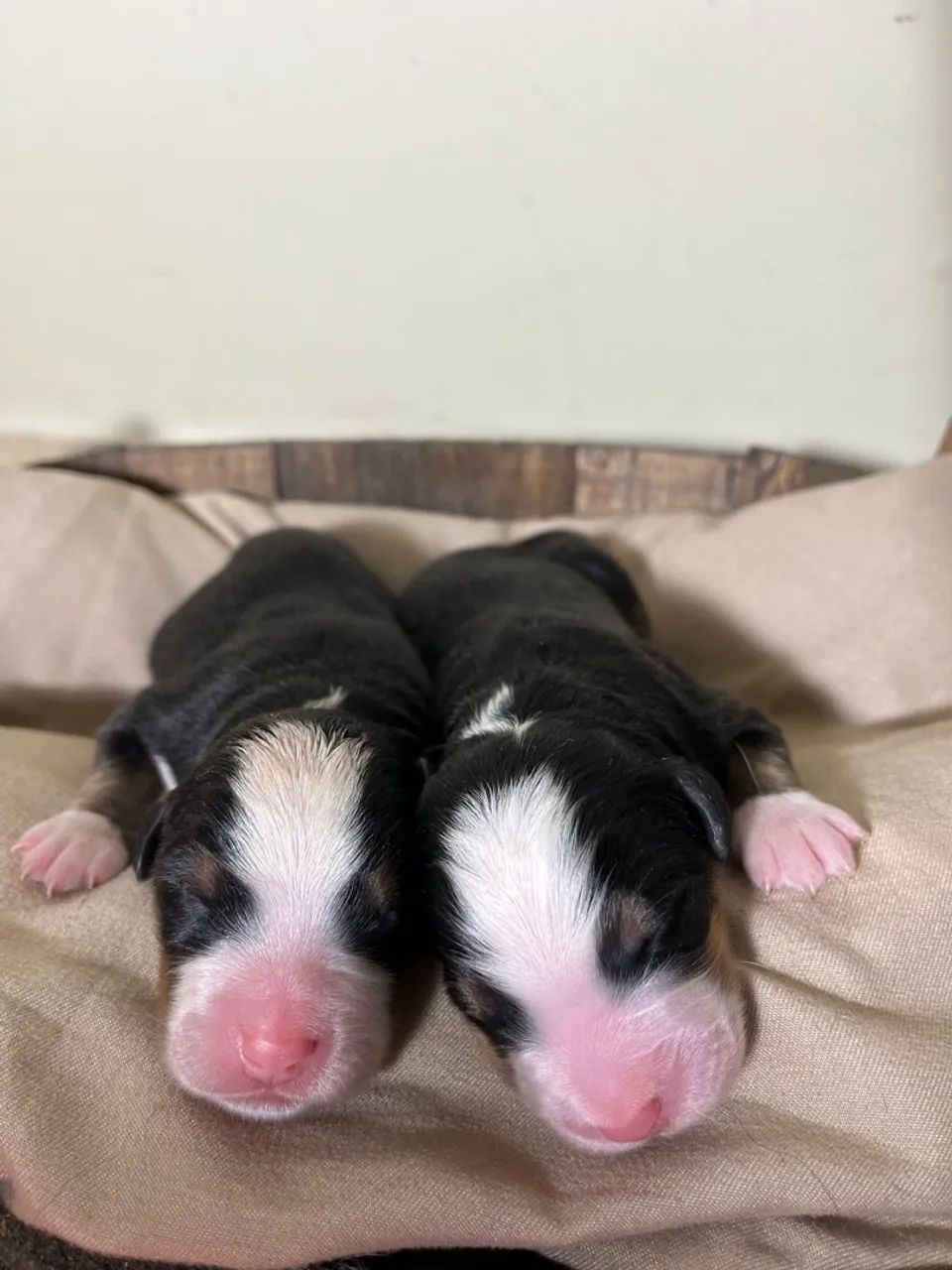 Bernese Reseva  - Foto 2