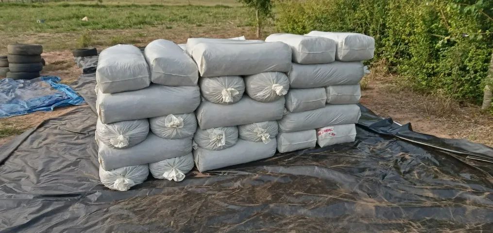 Silagem de milho - Foto 2