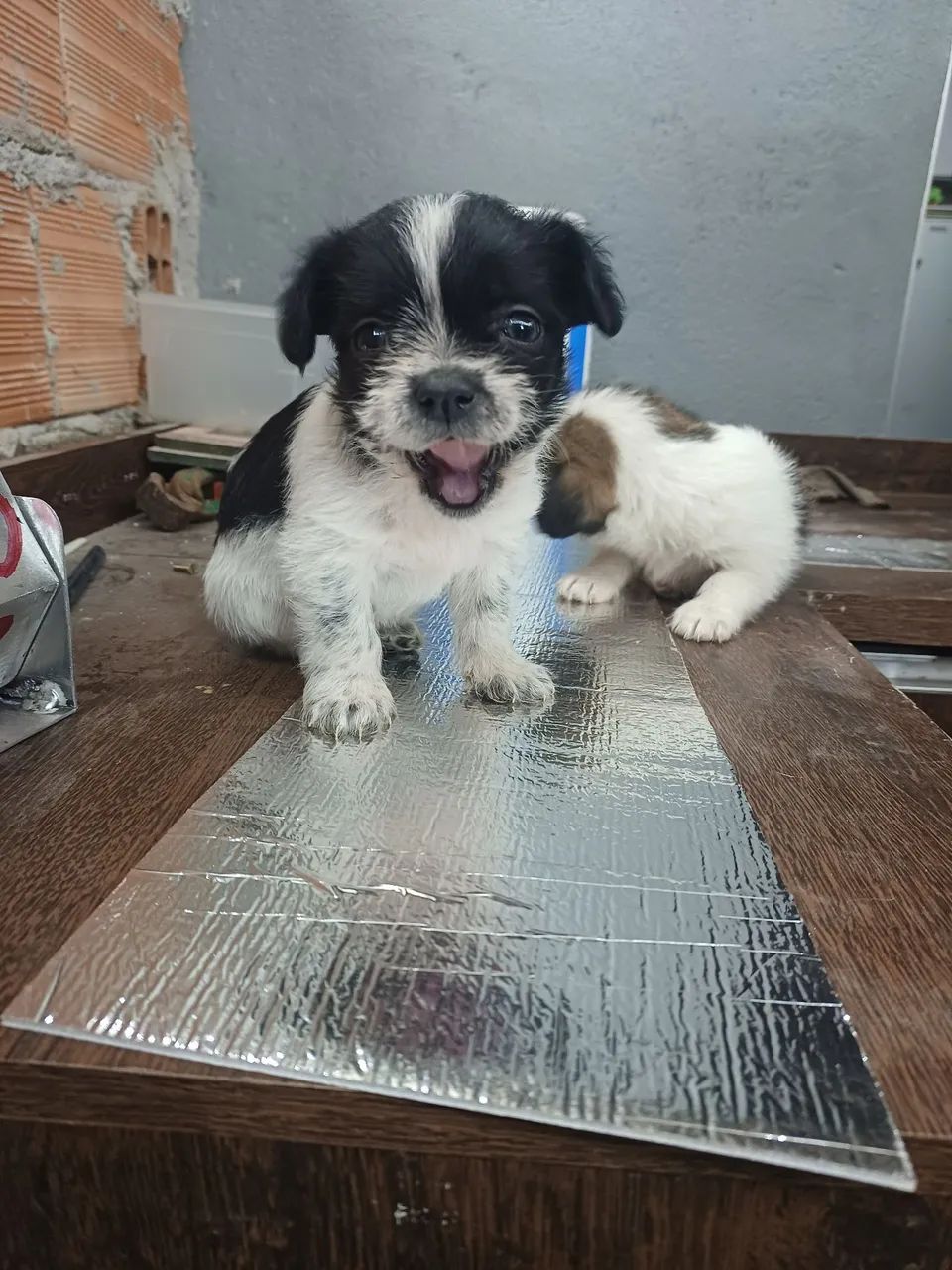 Cachorros
