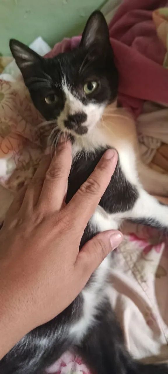 Gatinhos macho - Foto 4