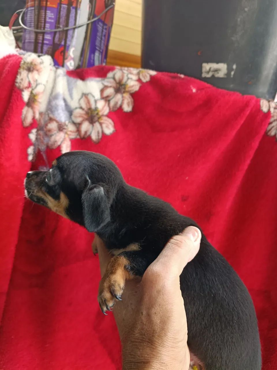 Pinscher  - Foto 3