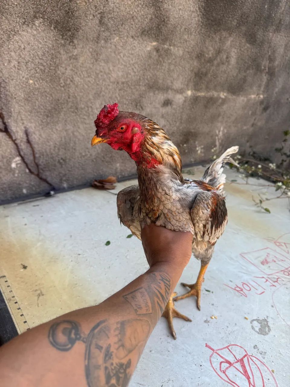 Vendo frango de 9 mês  - Foto 2