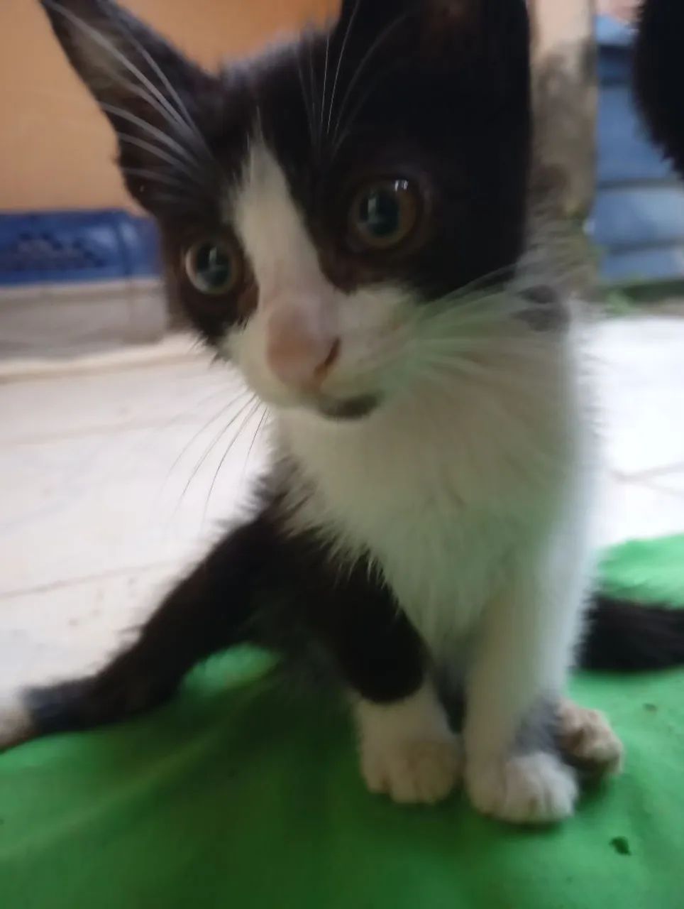 Doação de gato filhote  - Foto 2